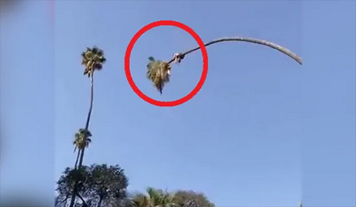 Palm tree28sep